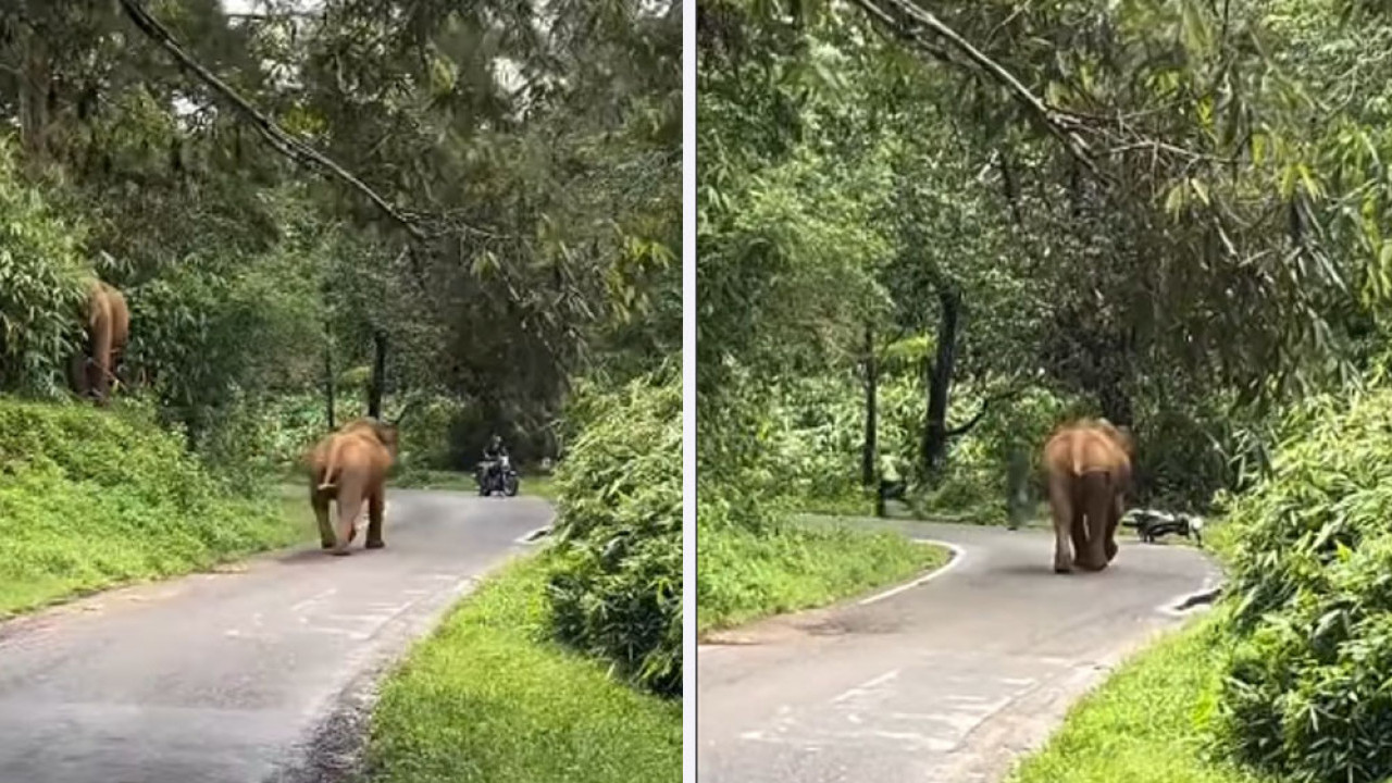Panik! Dihampiri Anak Gajah, Pengendara Ini Pilih Lari daripada Naik Motor
