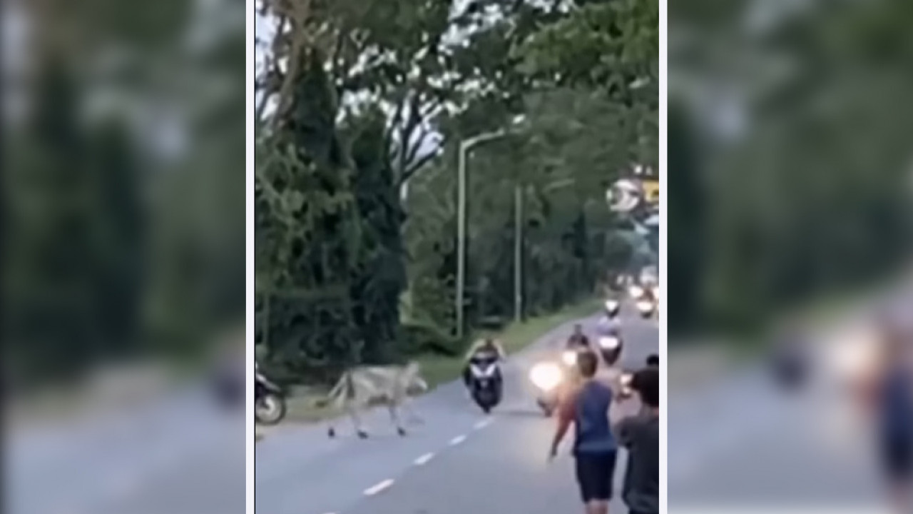 Kocak! Seekor Sapi Mampu Bubarkan Aksi Balap Liar hingga Ada yang Terluka