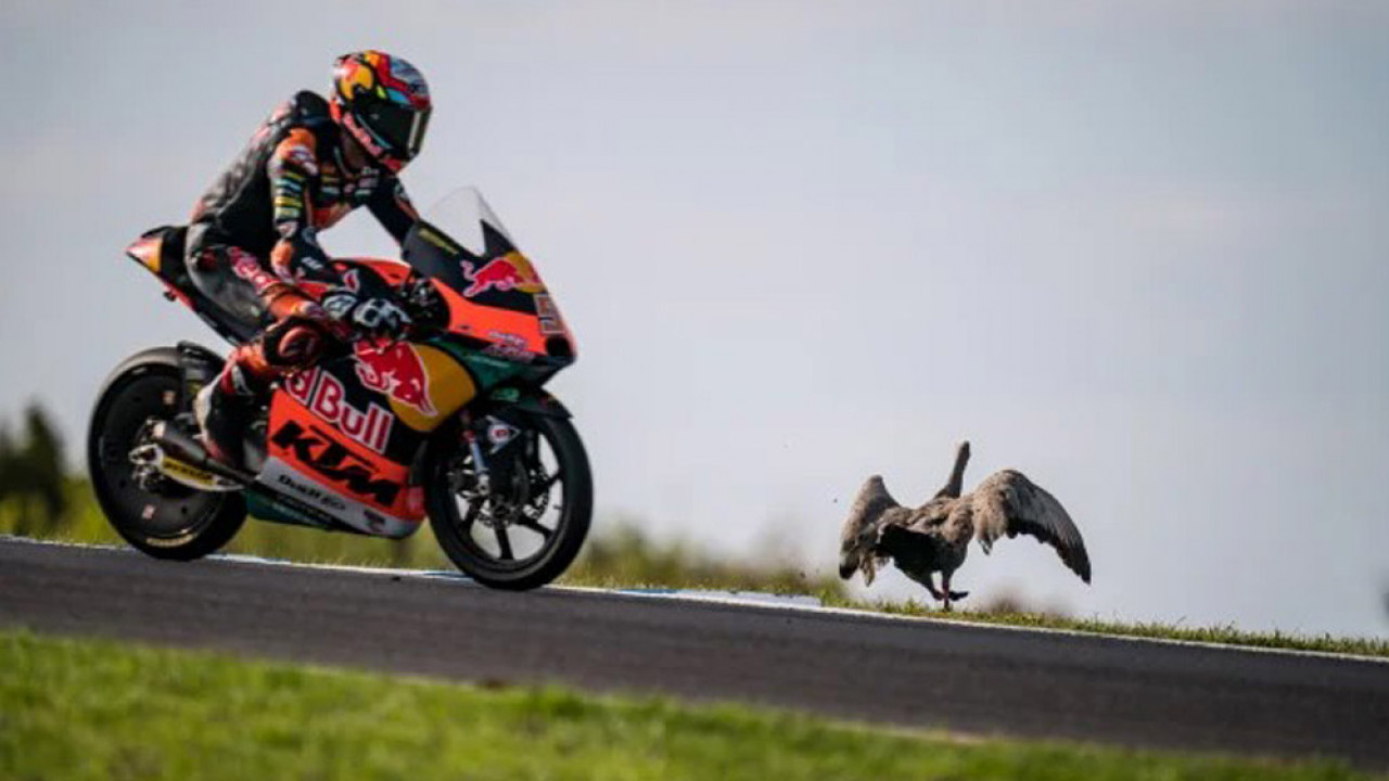 Momen Dramatis Saat Pembalap Motogp Tabrak Camar Burung di Philips Island