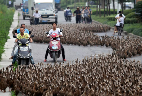 Tips Gimana Cara Mengendalikan Motor Ketika Ada Hewan Yang Tiba-tiba Nyebrang