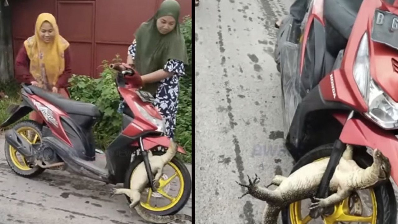Akibat Menyebrak Sembarangan, Seekor Biawak Nyangkut di Ban Honda BeAT Emak-emak