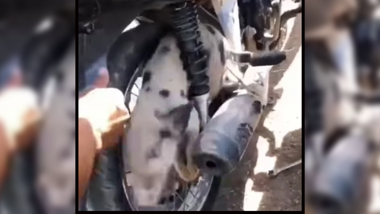 Kocak! Setelah Biawak, Kini Giliran Babi yang Nyangkut di Ban Motor