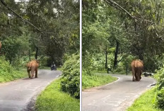 Panik! Dihampiri Anak Gajah, Pengendara Ini Pilih Lari daripada Naik Motor