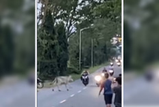 Kocak! Seekor Sapi Mampu Bubarkan Aksi Balap Liar hingga Ada yang Terluka