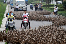 Tips Gimana Cara Mengendalikan Motor Ketika Ada Hewan Yang Tiba-tiba Nyebrang