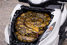 Bikin Lemas! Dikira Mesin Rusak, Pemilik Motor Honda Ini Temukan Ular di Balik Bodi