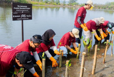 Jaga Pesisir dari Abrasi, Suzuki Tanam Ribuan Mangrove di Pangandaran