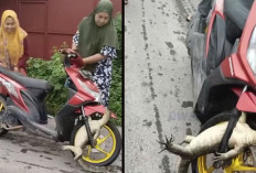 Akibat Menyebrak Sembarangan, Seekor Biawak Nyangkut di Ban Honda BeAT Emak-emak