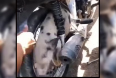 Kocak! Setelah Biawak, Kini Giliran Babi yang Nyangkut di Ban Motor